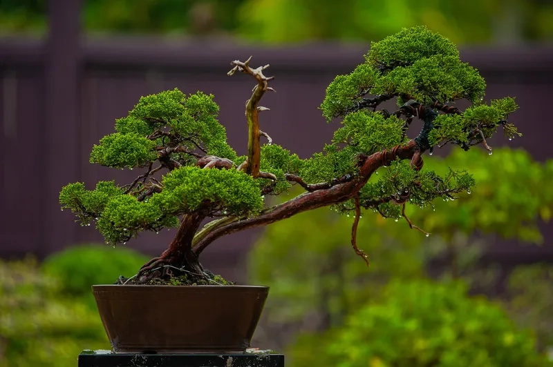 Xem các mẫu bonsai đẹp nhất năm