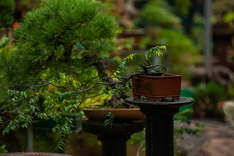 Cùng xem cây bonsai đẹp dạo phố