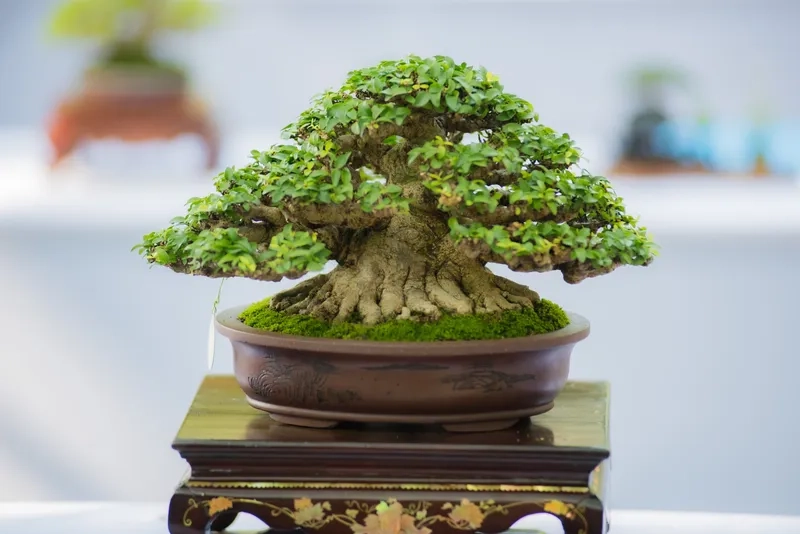 Kiểu cây cảnh nghệ thuật đẹp chất