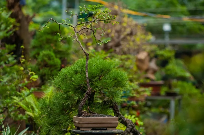 Bộ bonsai nghệ thuật 2025 mới