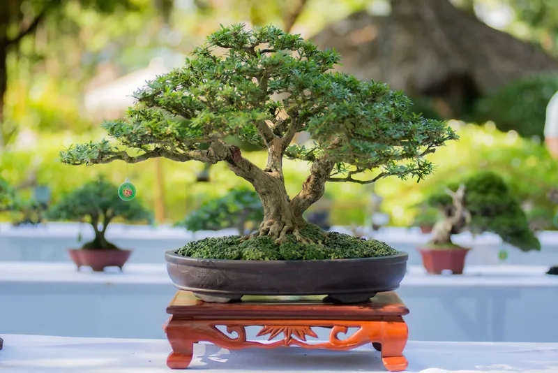 Đi triển lãm bonsai đẹp đầu năm