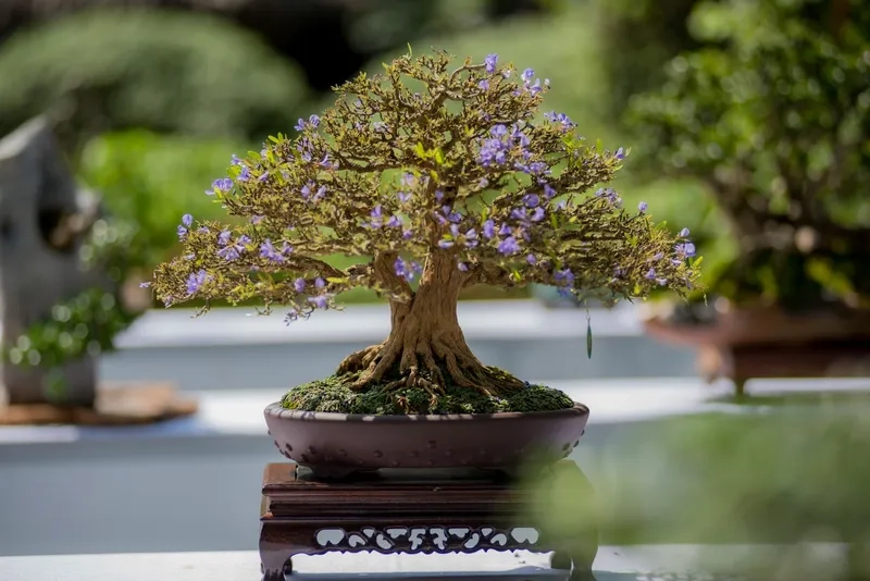 Những loại bonsai hoa đẹp rực rỡ