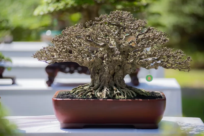 Loại bonsai lá nhỏ đẹp tinh tế