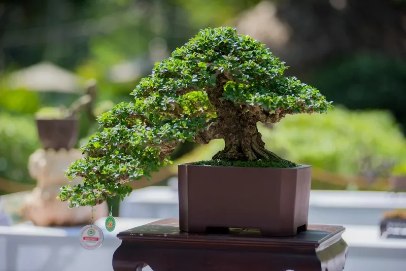 Chậu bonsai để bàn đẹp nhỏ gọn