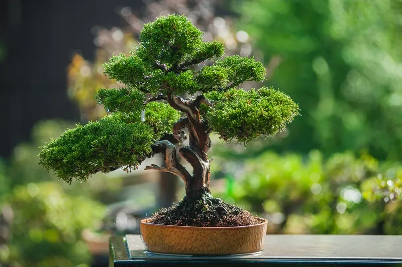 Ngắm nhìn hình ảnh bonsai đẹp mắt
