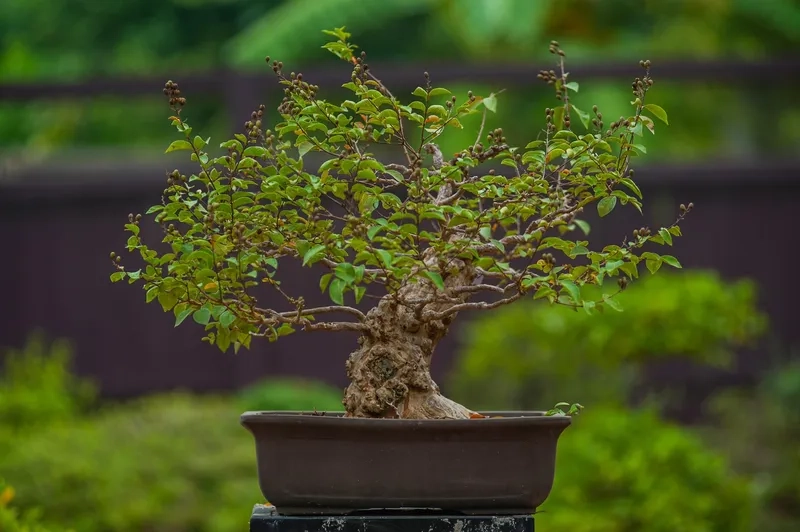 Ngắm bộ sưu tập bonsai đẹp lạ