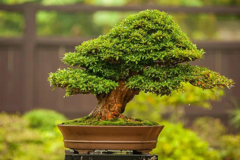 Danh sách top cây bonsai đẹp nhất