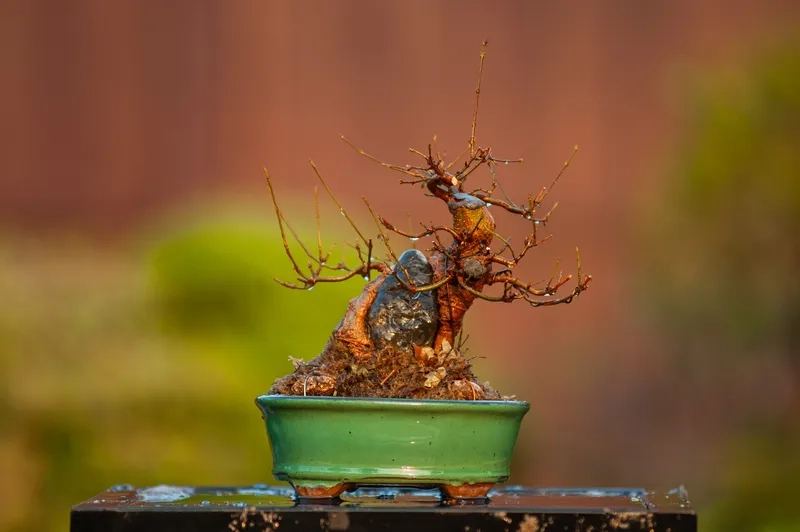 Tác phẩm bonsai đẹp thế giới xịn