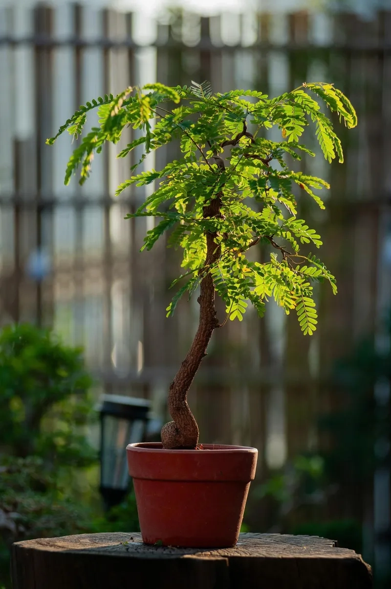 Chậu bonsai mini đẹp để bàn xinh