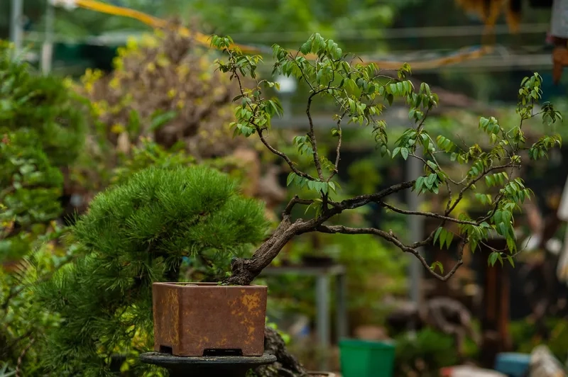 Gốc bonsai cổ thụ đẹp rêu phong