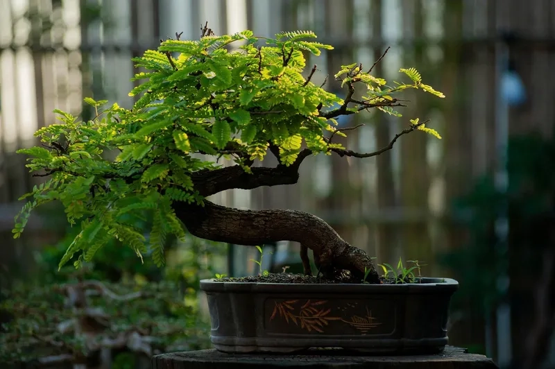 Mẫu bonsai thác đổ đẹp nghệ thuật