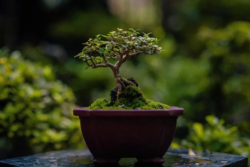 Tham khảo giá bonsai mini mới