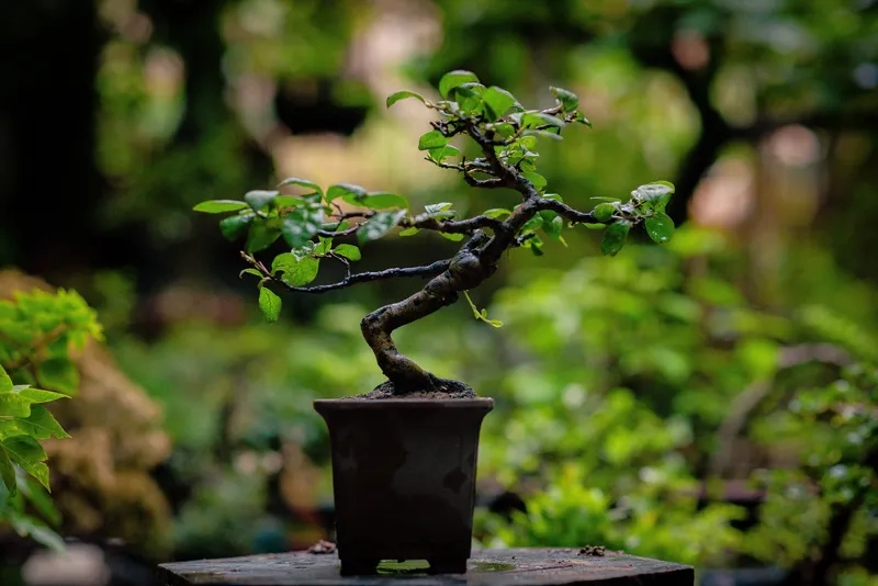 Mua bonsai mini TPHCM uy tín