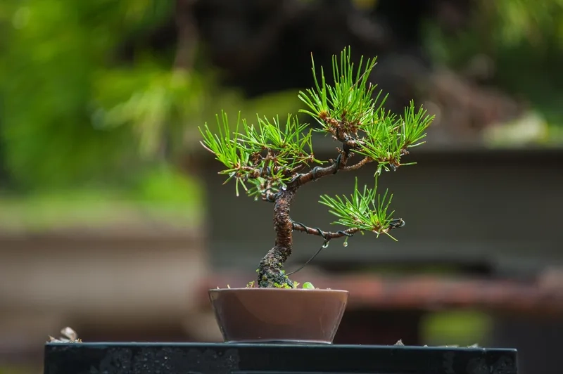 Mua bonsai mini giá rẻ mà bền