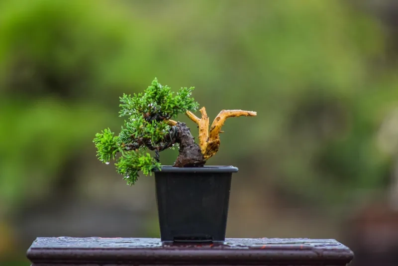 Xem nghệ thuật bonsai mini độc
