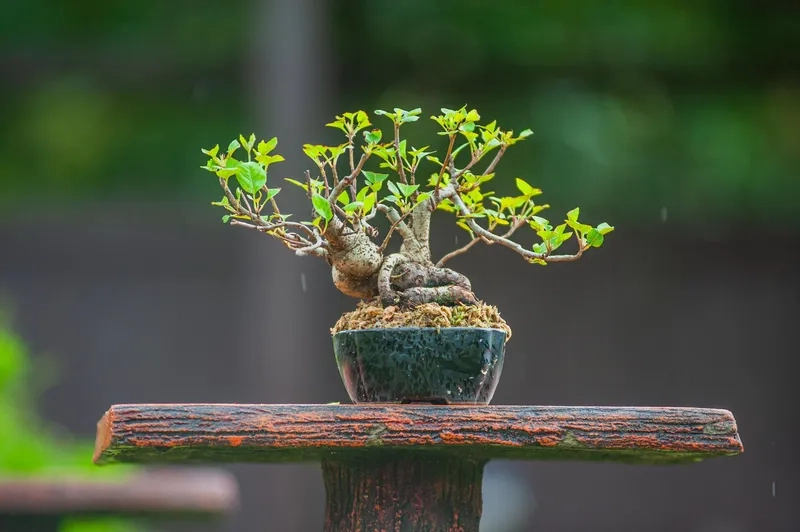 Dòng bonsai mini siêu nhỏ xinh