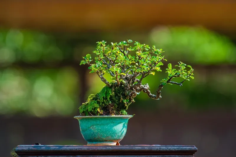 Mẫu cây xanh mini bonsai mát