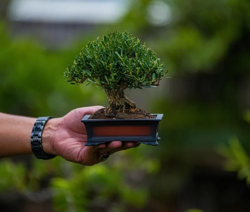 Các mẫu bonsai mini đẹp mắt