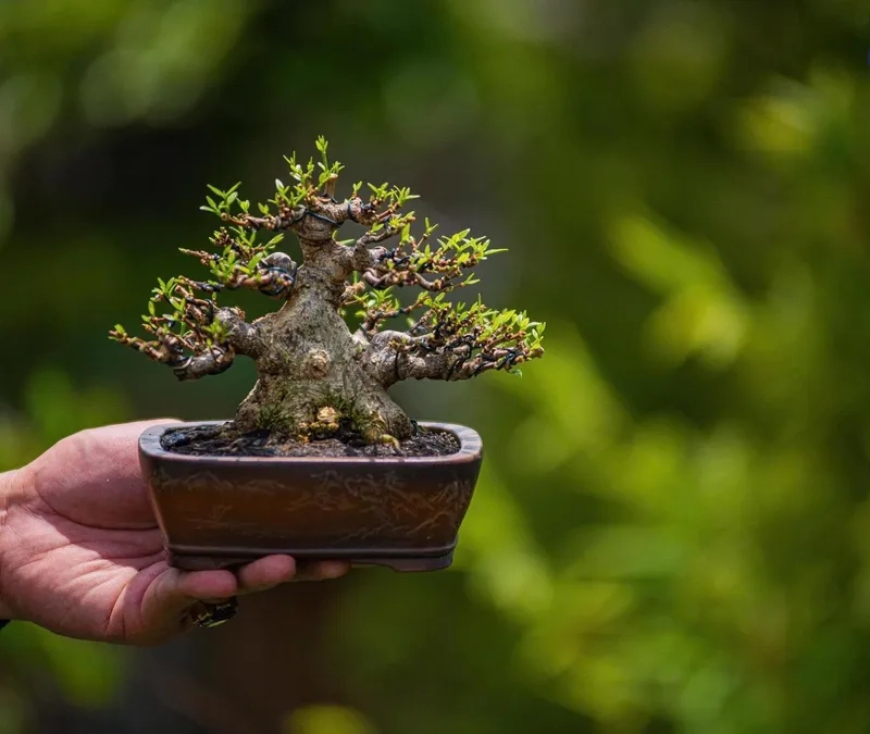 Mẹo cách làm bonsai mini hay