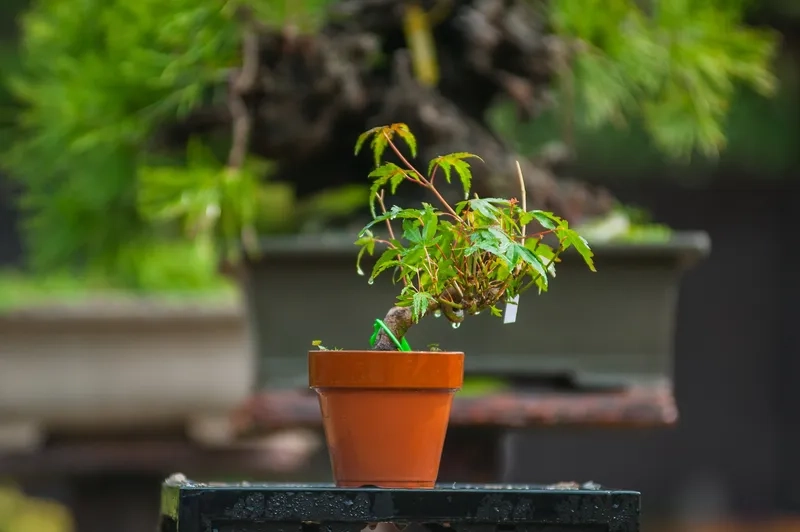 Cách chăm sóc bonsai mini tốt