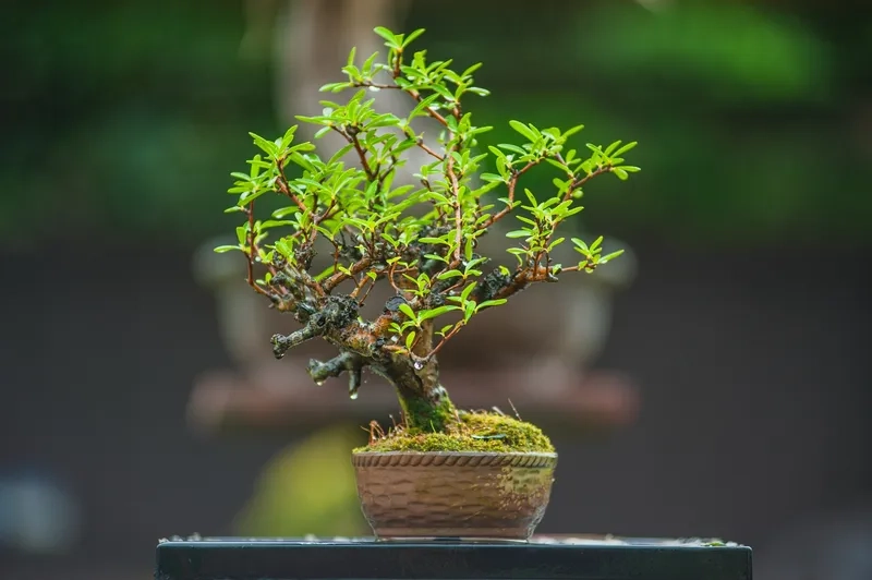 Kiểu bonsai mini trang trí văn phòng