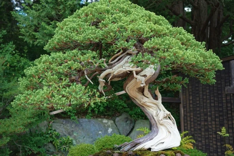 Xem triển lãm Kokufu-ten đẳng cấp