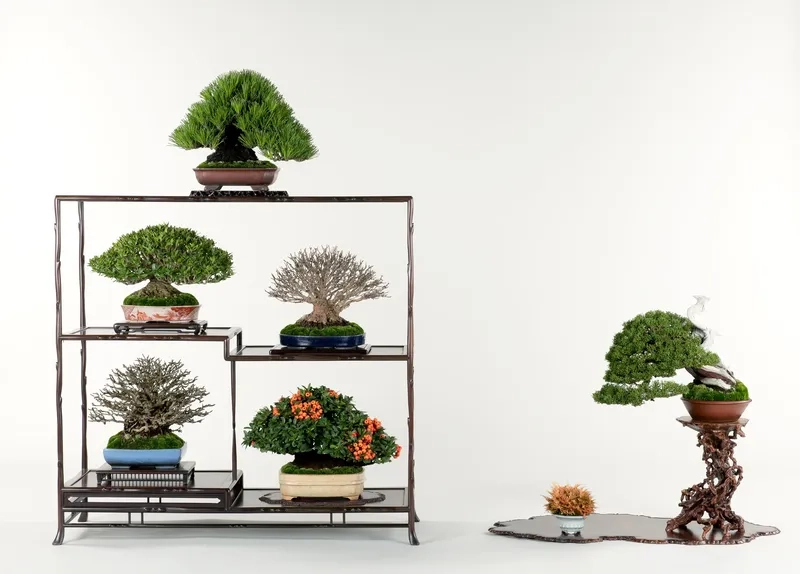 Mẹo chăm sóc bonsai Nhật tại nhà