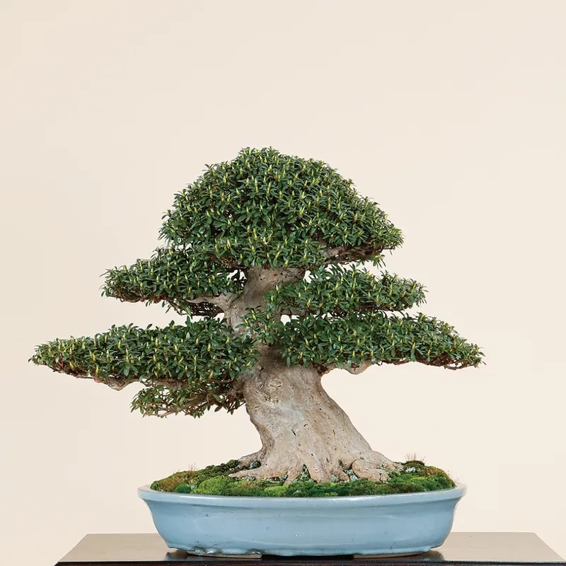 Xem tinh hoa bonsai Nhật rạng ngời