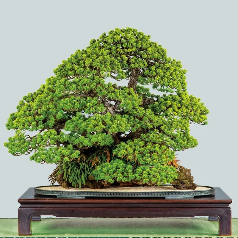 Thăm vườn bonsai Nhật nổi tiếng sành
