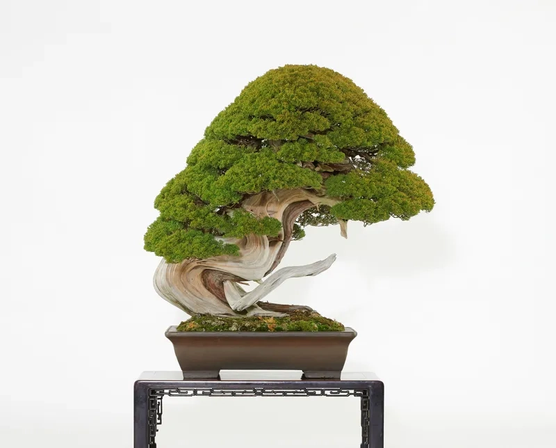 Gốc bonsai Nhật Bản cổ thụ uy nghi