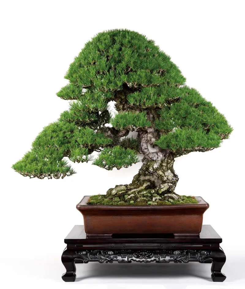 Xem giá bonsai nhập khẩu Nhật mới