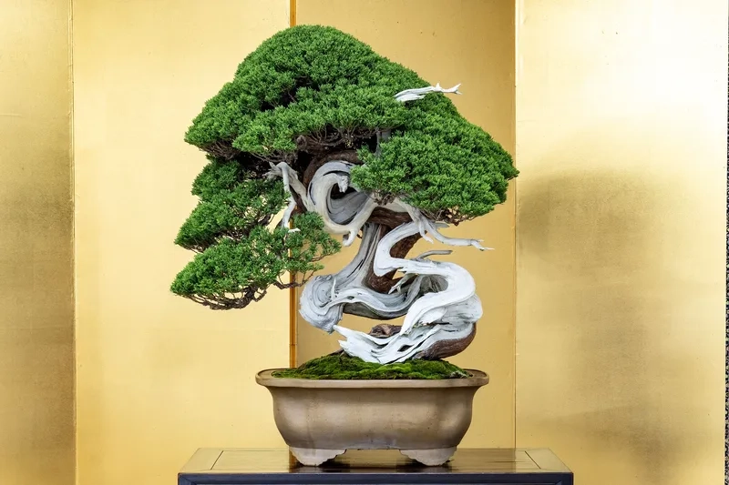 Các mẫu chậu bonsai Nhật Bản tinh tế