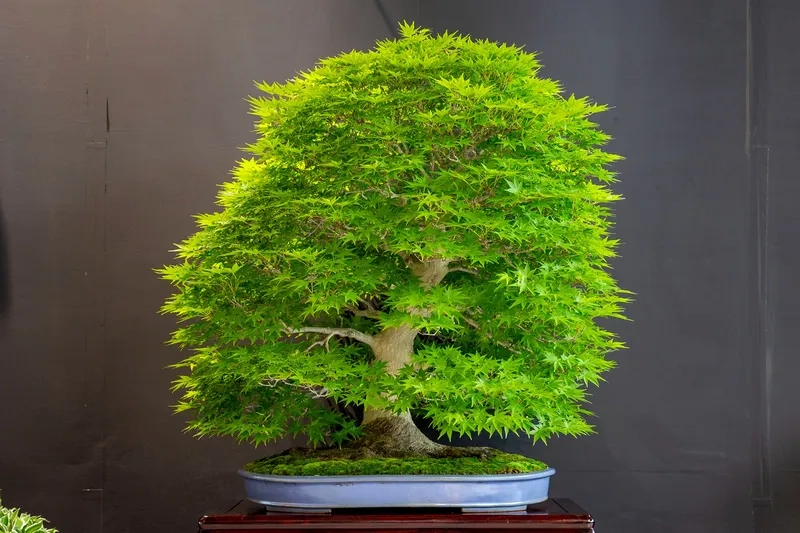 Bộ dụng cụ bonsai Nhật Bản chuyên