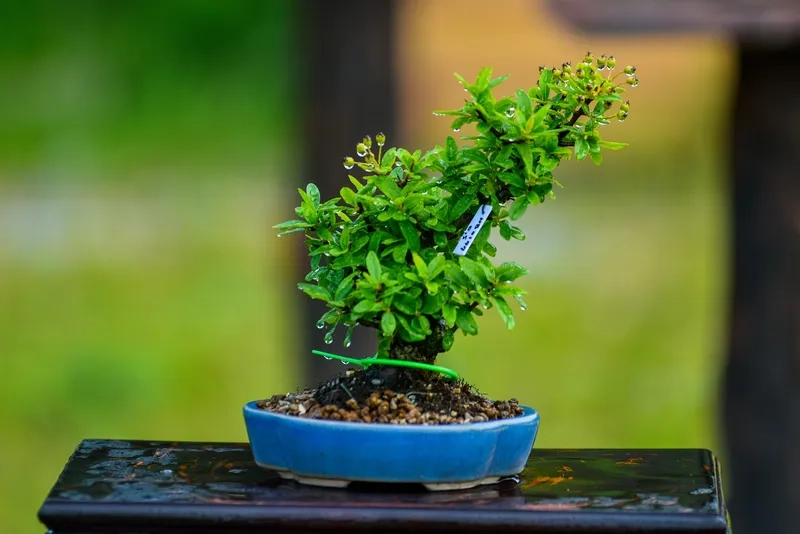 Hoạt động hội sinh vật cảnh Việt Nam