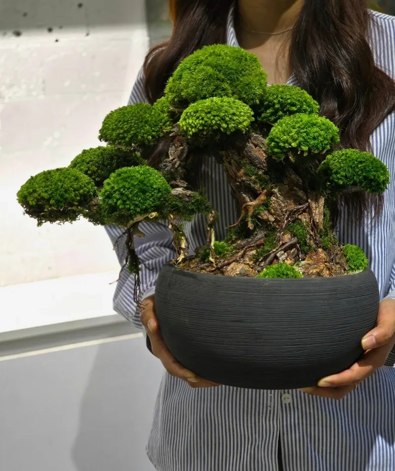 Nhìn lại thị trường bonsai Việt Nam