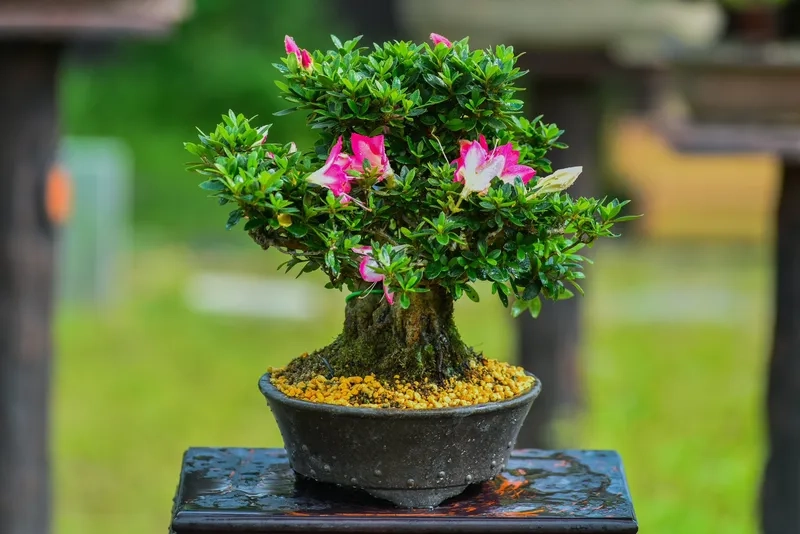 Quy mô hội thi bonsai quốc gia lớn