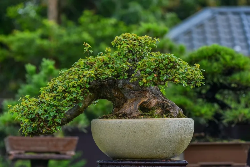 Mẫu bonsai Nam Điền cổ kính rêu phong
