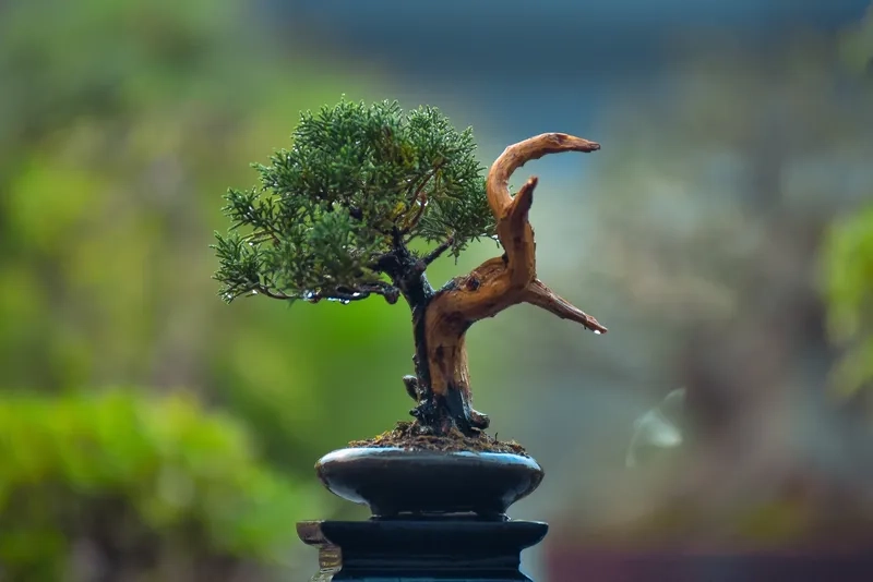 Danh sách các nghệ nhân bonsai Việt Nam
