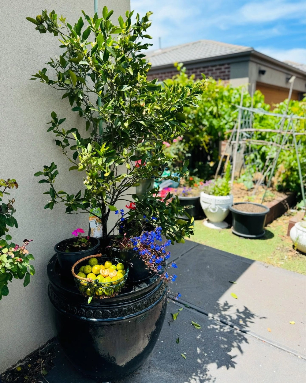 Các loại cây ăn quả trong chậu phát triển xanh tốt nhờ kỹ thuật trồng đúng cách