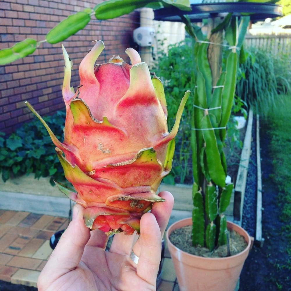 Cận cảnh quả thanh long chín đỏ thu hoạch từ vườn cây ăn quả trong chậu tại nhà