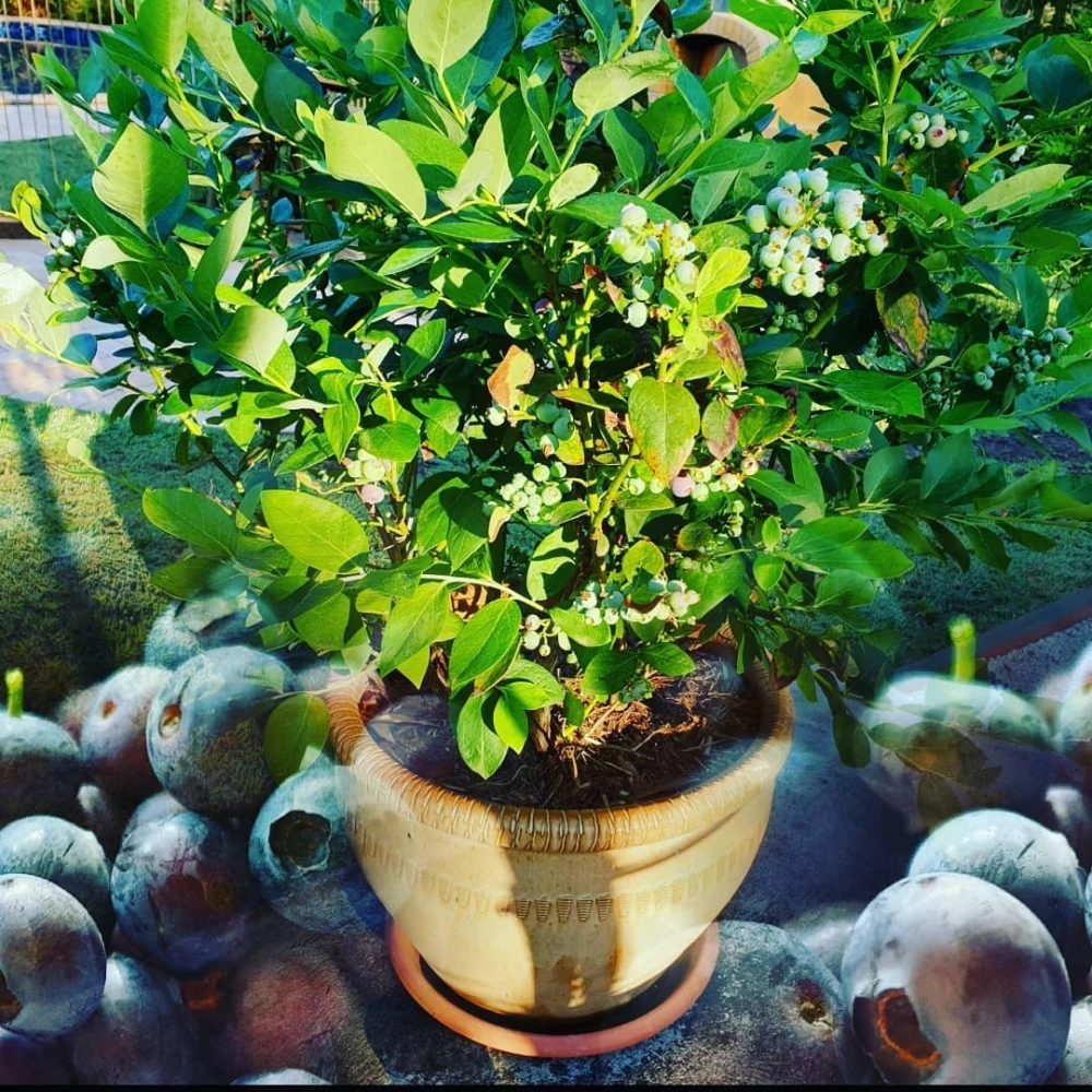 Chậu cây việt quất xanh tốt được trồng trong chậu sứ màu be đặt tại sân vườn đầy nắng