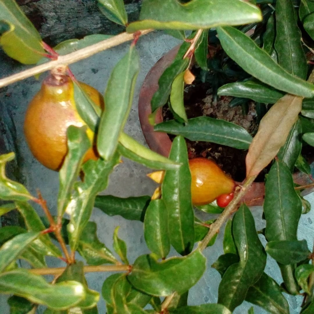 Cây cà chua trồng chậu đang ra những quả xanh non trên thân cây có lông tơ mịn