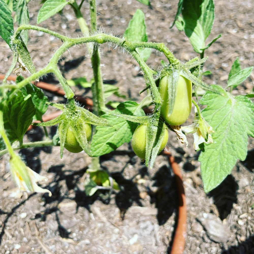 Cây chanh vàng tươi tốt được trồng trong bồn gỗ vuông thiết kế đẹp mắt tại góc vườn