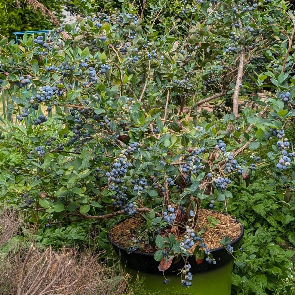 Chậu cây mâm xôi đỏ mọng sai quả đặt cạnh bánh ngọt trong không gian thư giãn sáng sủa