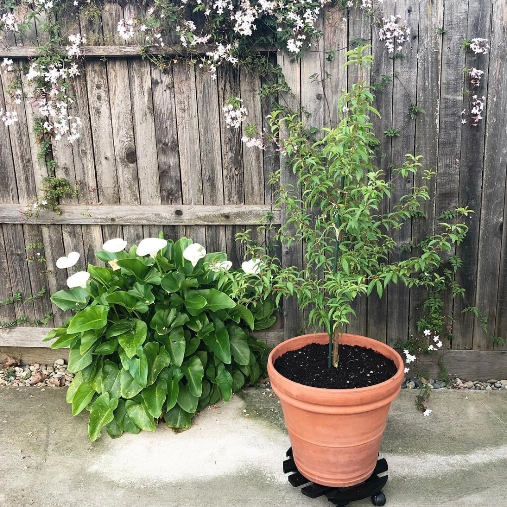 Cây ăn quả trong chậu đất nung được đặt trên đế bánh xe dễ dàng di chuyển chăm sóc