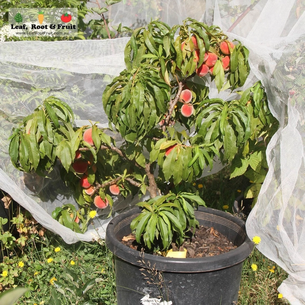 Cây đào trồng trong chậu sai quả được phủ lưới trắng bảo vệ khỏi sâu bệnh và côn trùng