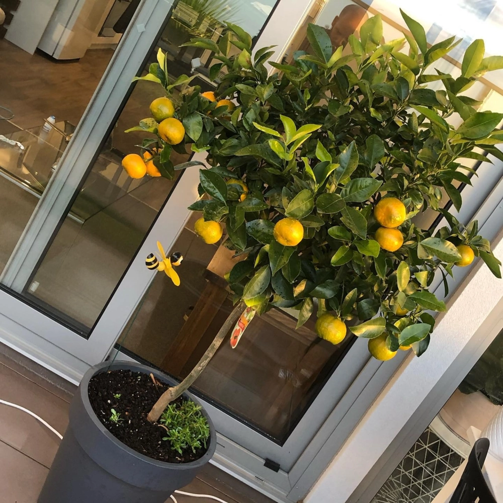 Cây quýt đường trĩu quả vàng trồng trong chậu xám cao trang trí ban công chung cư hiện đại