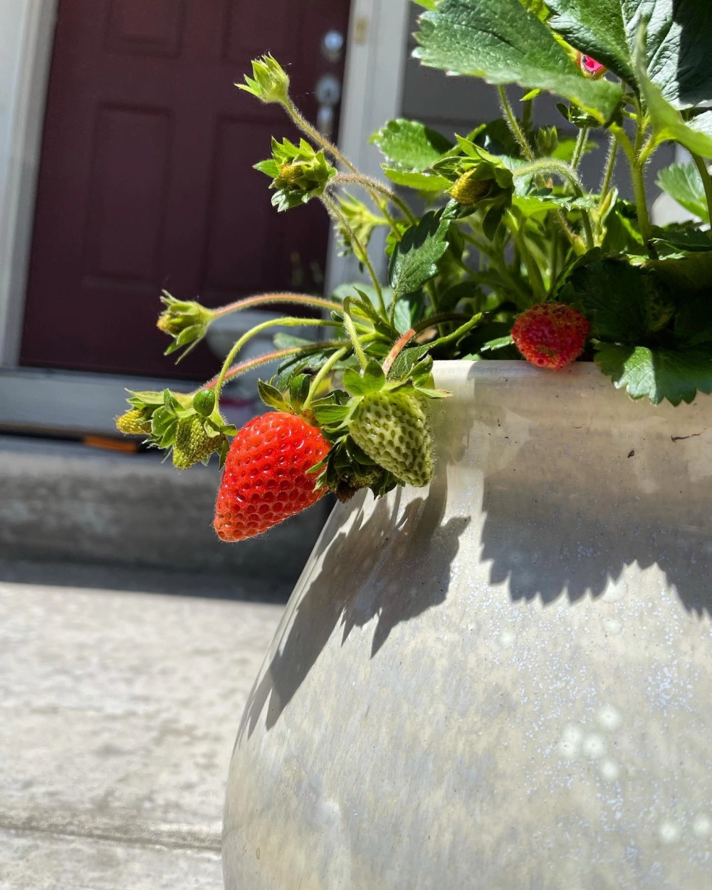 Chậu dâu tây gốm sứ với những quả chín đỏ mọng trang trí góc sân vườn