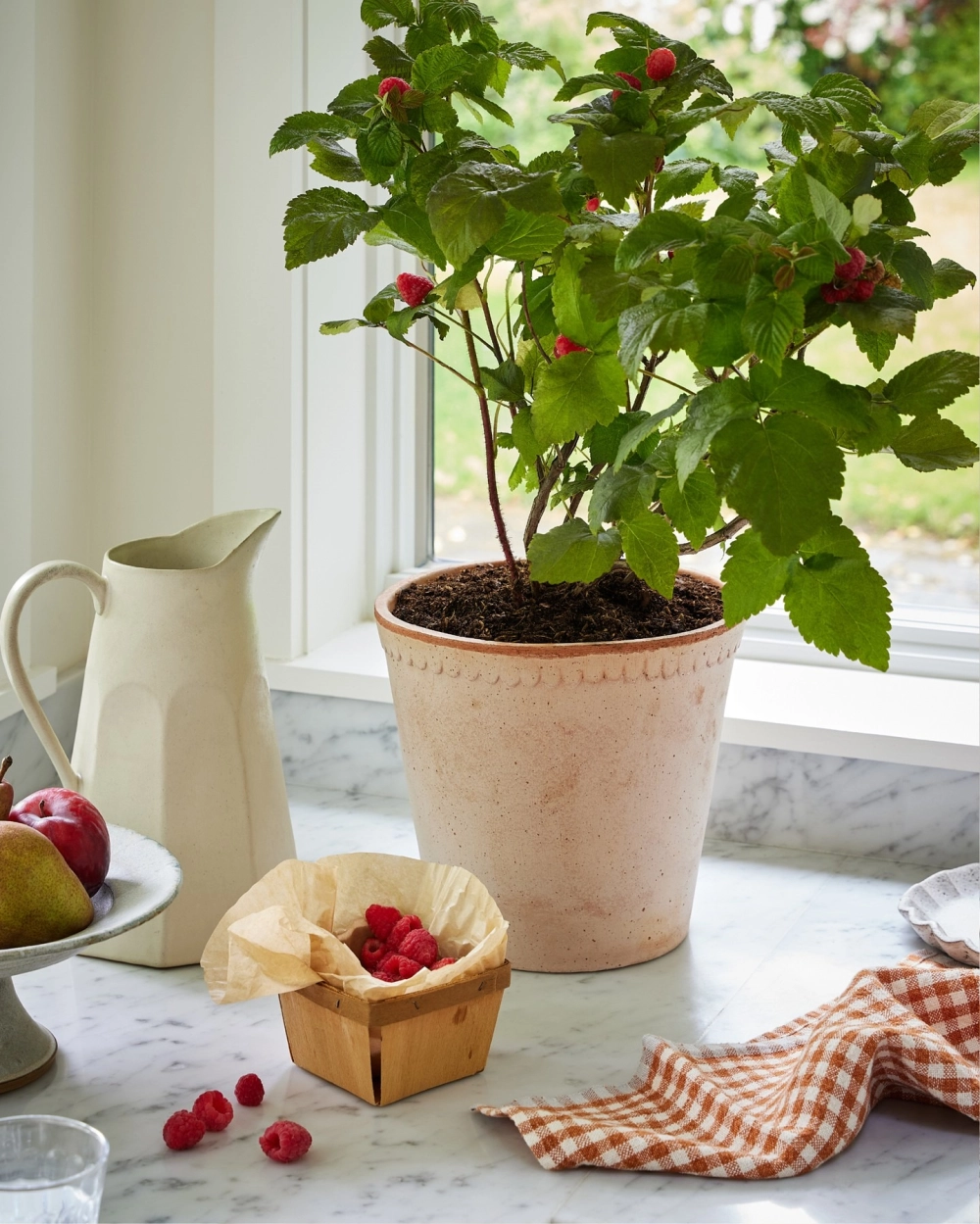 Cây mâm xôi trồng trong chậu gốm đặt bên cửa sổ nhà bếp đầy nắng vừa đẹp vừa tiện lợi
