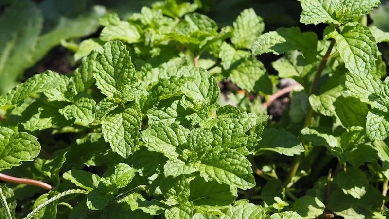 Đặc điểm nổi bật của cây Bạc Hà 